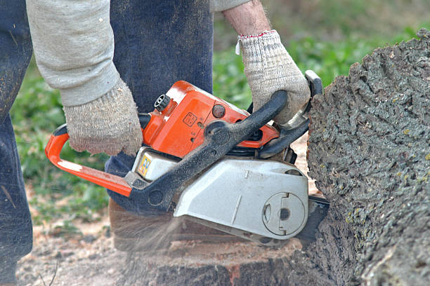 Best Aeration Services  in North Hills, NY