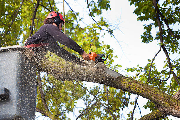 How Our Tree Care Process Works  in  North Hills, NY