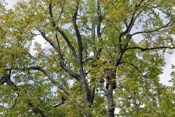 Best Fruit Tree Pruning  in North Hills, NY